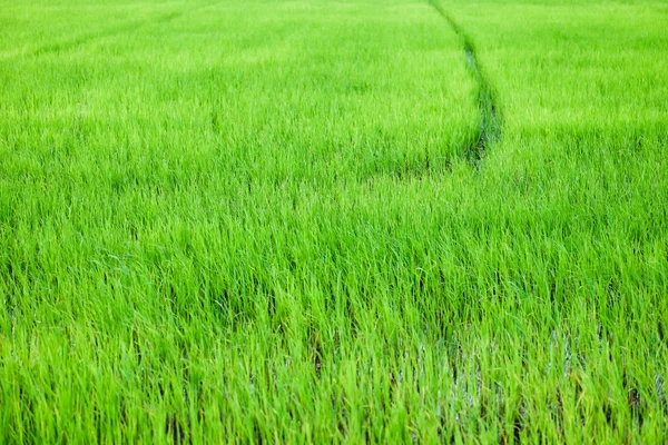 绿色稻田稻田 — 图库照片