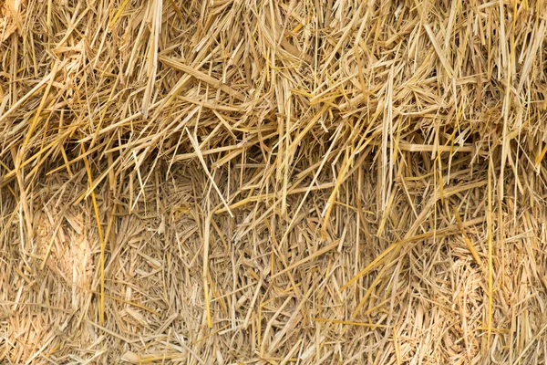 Dry yellow hay — Stock Photo, Image