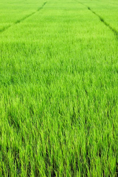 Grüner Reis eingereicht — Stockfoto