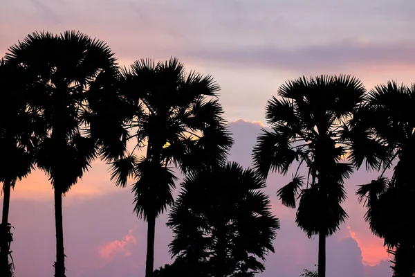 Toddy or sugar palm — Stock Photo, Image