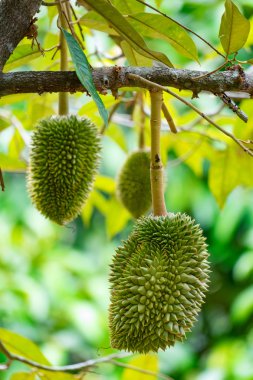 taze genç durian