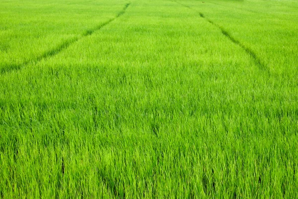 Arroz paddy verde — Fotografia de Stock