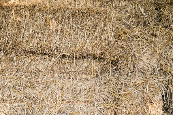 Dry yellow hay — Stock Photo, Image