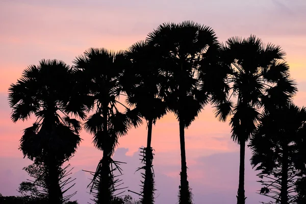 Sugar palm trees — Stock Photo, Image