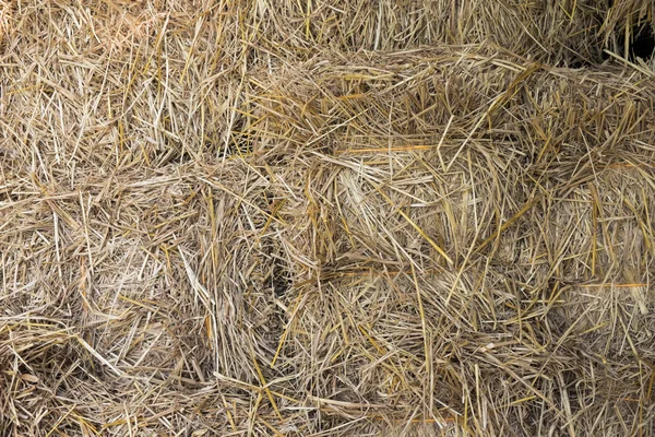 Dry yellow hay — Stock Photo, Image