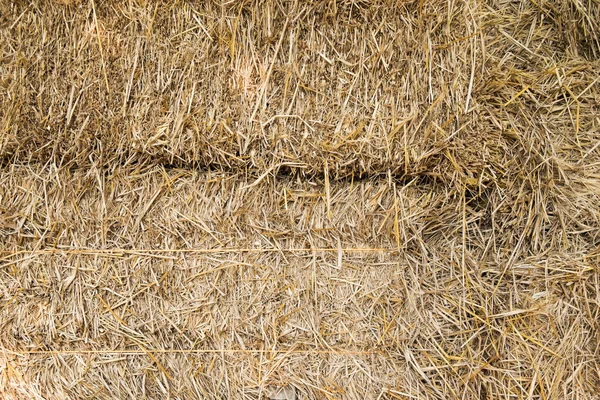 Dry yellow hay — Stock Photo, Image