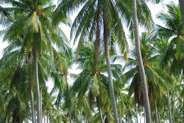 Coconut trees — Stock Photo, Image