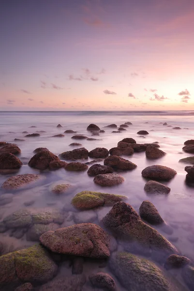 Passera di mare — Foto Stock