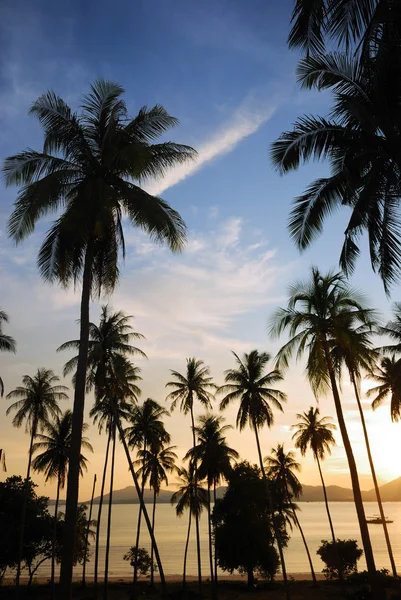 Silhouette of  coconut tree — Stock Photo, Image