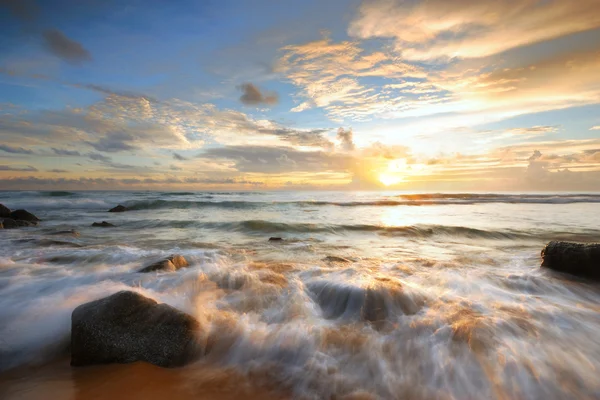 Passera di mare — Foto Stock