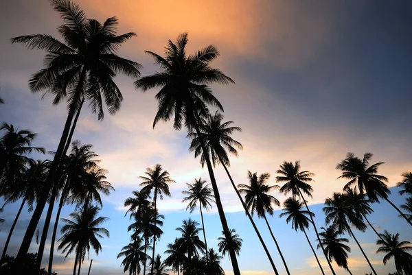 Sylwetka drzewa kokosowego — Zdjęcie stockowe
