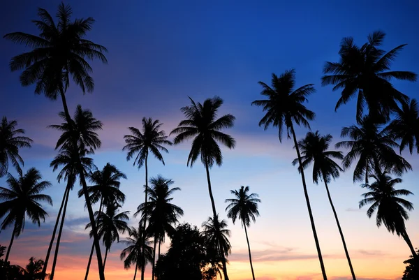 Silhouette of  coconut tree — Stock Photo, Image