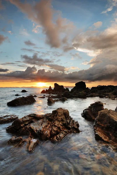 Passera di mare — Foto Stock