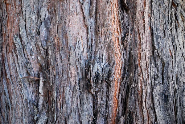 Superficie del pino — Foto de Stock