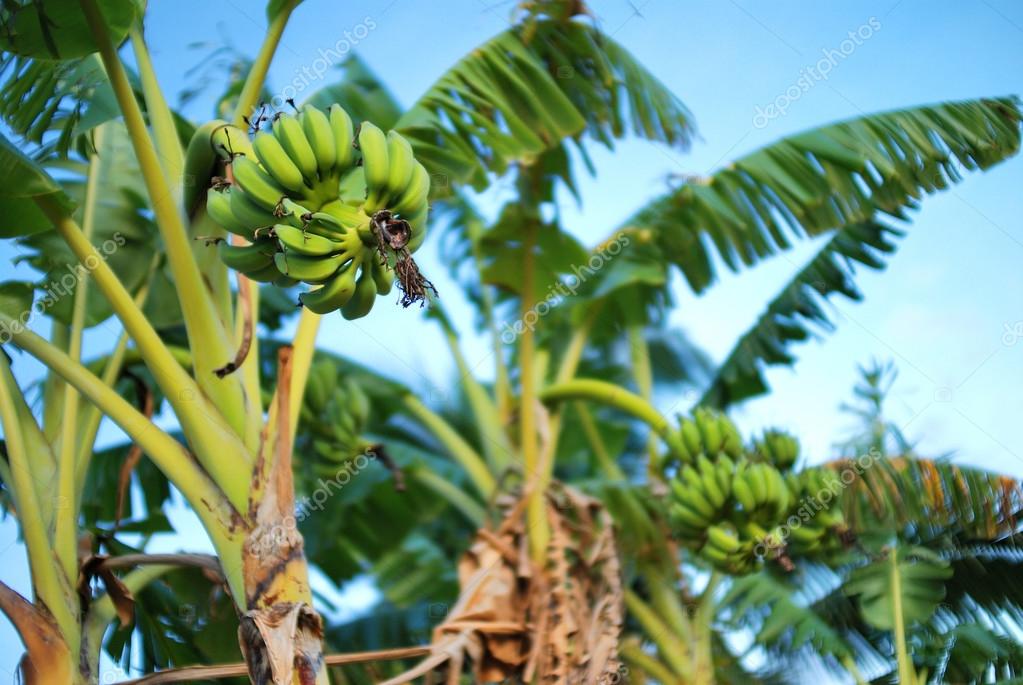 alberi di banane alberi di banane