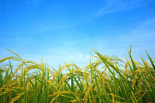 Arroz de arroz — Foto de Stock