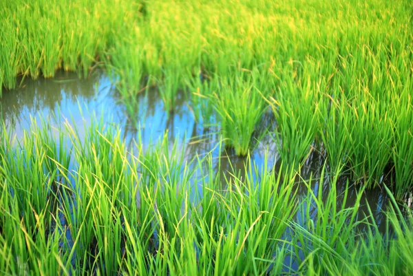 Grön rice — Stockfoto