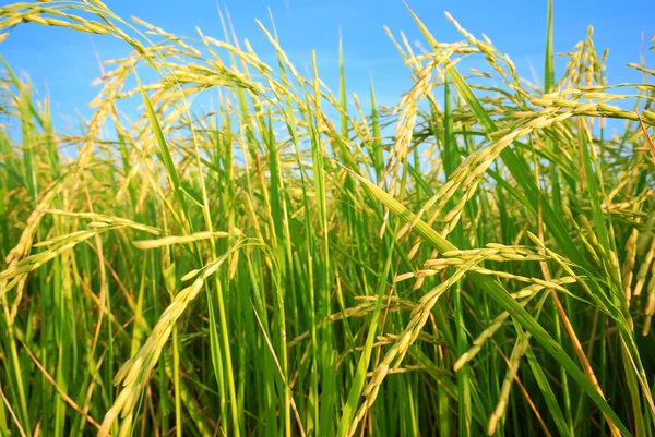 Plantación de arroz — Foto de Stock