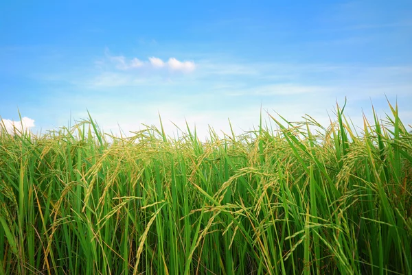 Plantación de arroz — Foto de Stock