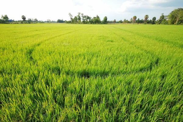 Plantación de arroz — Foto de Stock