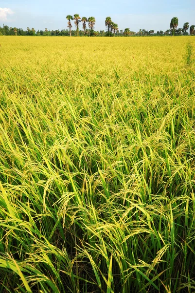 Рисовая плантация — стоковое фото