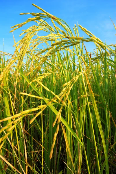 Arroz de arroz — Foto de Stock