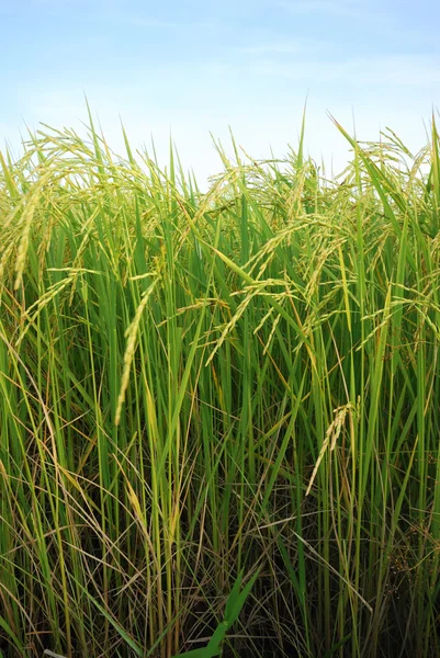 Rýže plantáž — Stock fotografie
