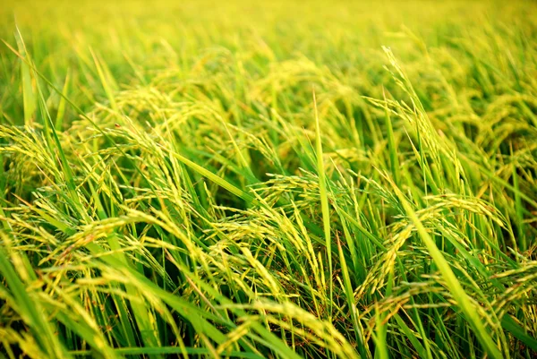 Paddy... — Fotografia de Stock