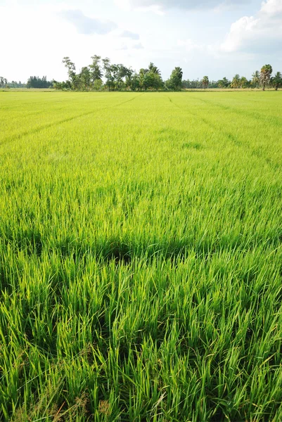 Plantación de arroz — Foto de Stock