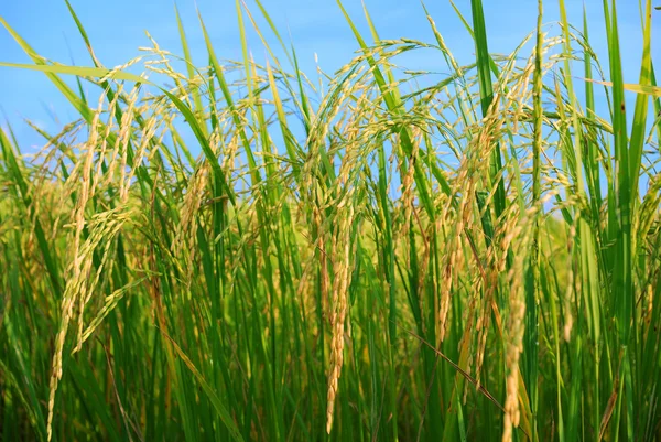 Arroz paddy — Fotografia de Stock