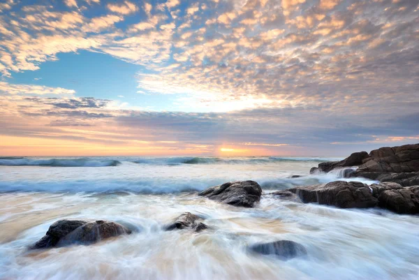 Passera di mare — Foto Stock