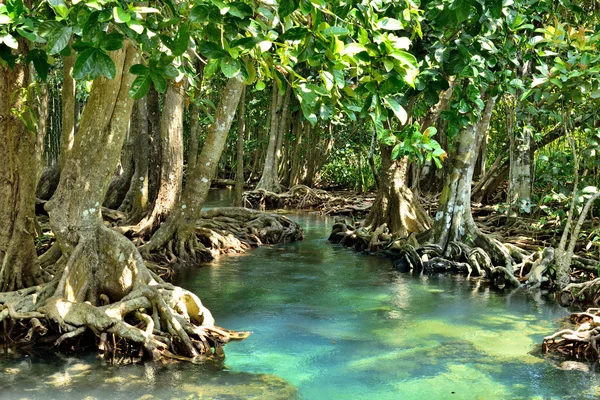 Florestas de manguezais — Fotografia de Stock