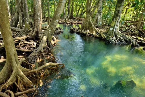Florestas de manguezais — Fotografia de Stock