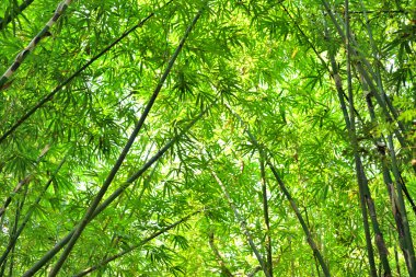 Bambu ormanı arka plan