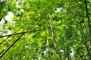 Bambu ormanı arka plan