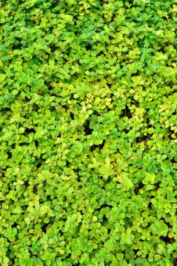 Bambu ormanı arka plan