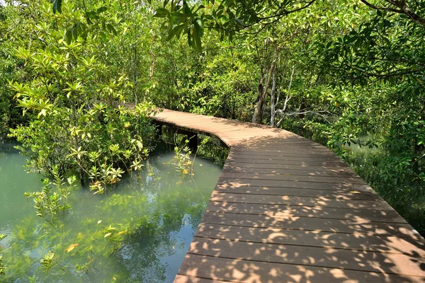 Puente de madera en el bosque de manglares —  Fotos de Stock