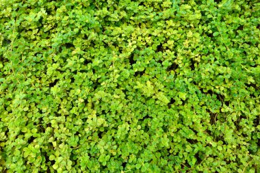 Bambu ormanı arka plan