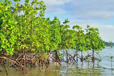 Mangrov bitkiler doğa