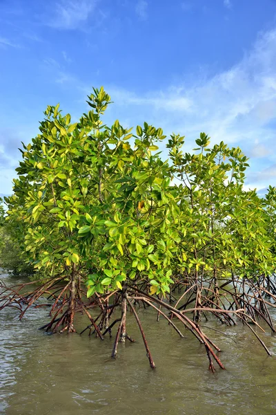 マングローブ植物の性質 — ストック写真