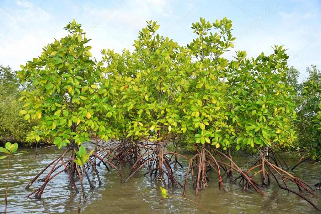 Mangrove plants nature