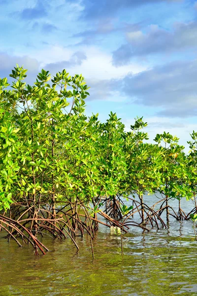 Árvore de raízes na natureza — Fotografia de Stock