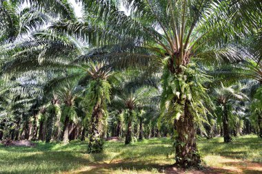 kökleri ağaç doğa