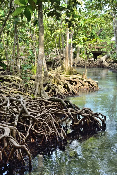 Árvore de raízes na natureza — Fotografia de Stock