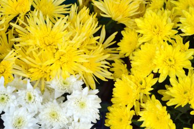 güzel krizantem bloom