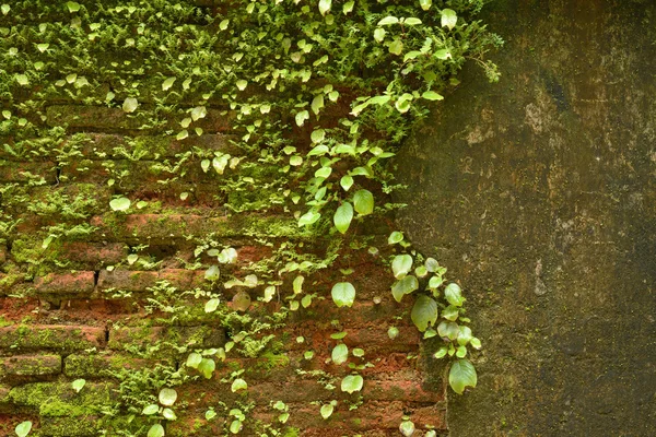 Yabani otlar ile tuğla duvar — Stok fotoğraf