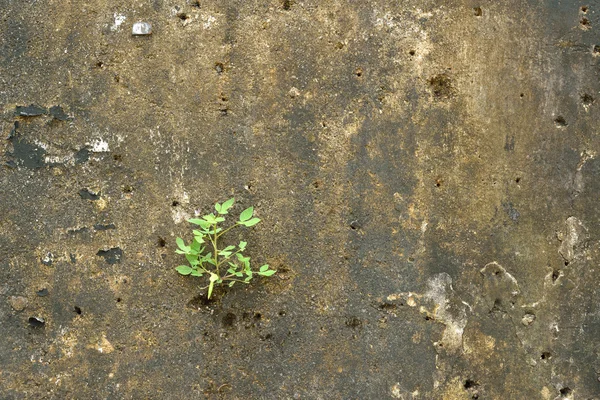 Ot ile beton duvar — Stok fotoğraf