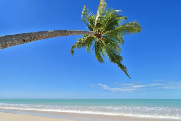 Hojas de bambú tropical — Foto de Stock