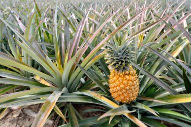 Ananas ekimi