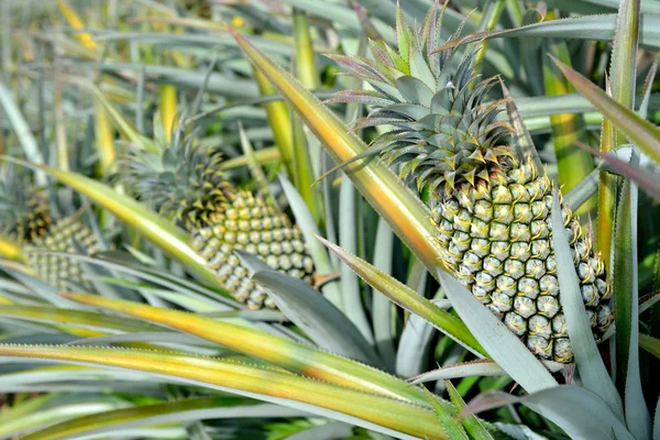 Ananas v plantáži — Stock fotografie
